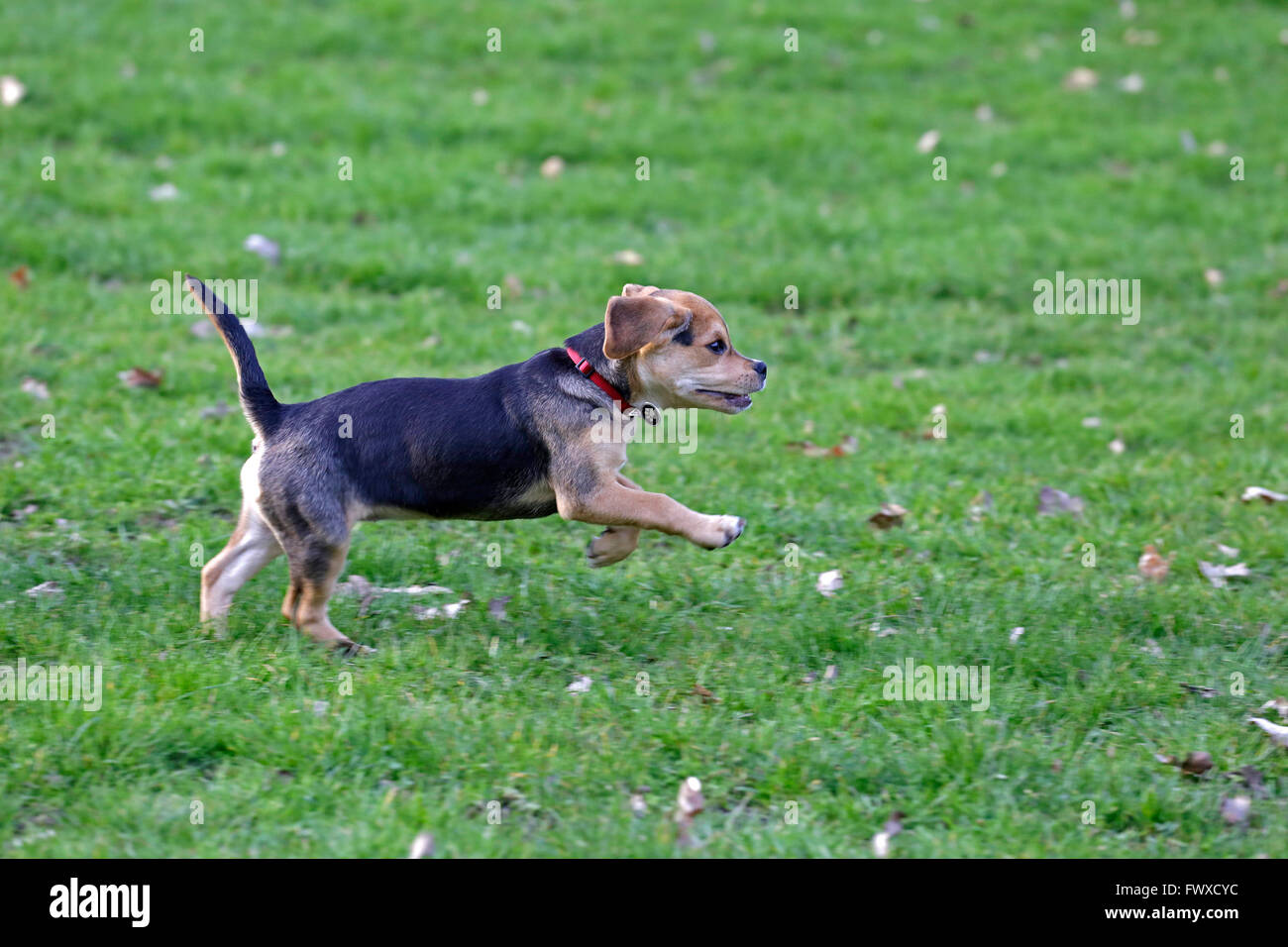 young beagle-pug mongrel (`puggle´) Stock Photo